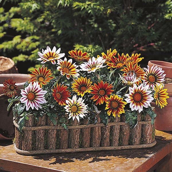 Gazania Daybreak Tiger Mixed F1