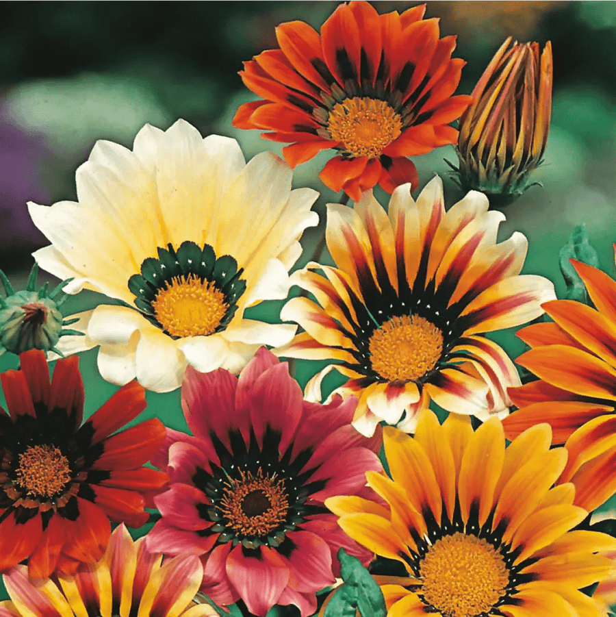 Gazania Sunshine Mixed Seeds