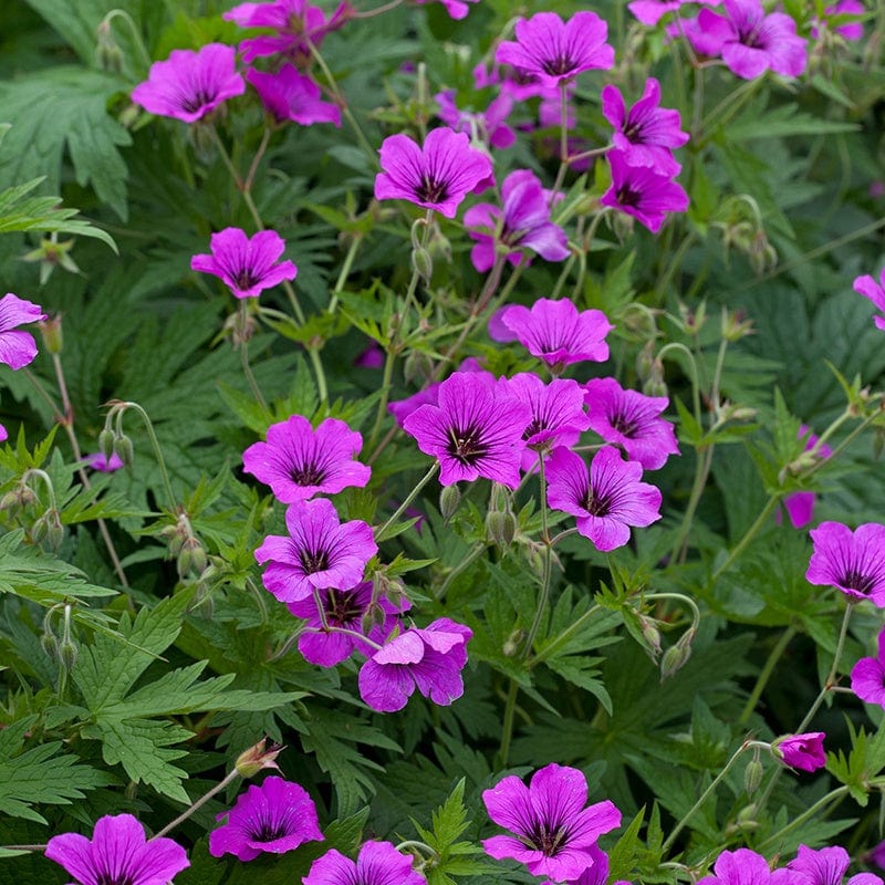 Geranium Ann Folkard