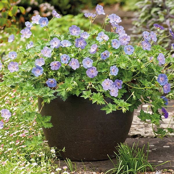 Geranium Azure Rush