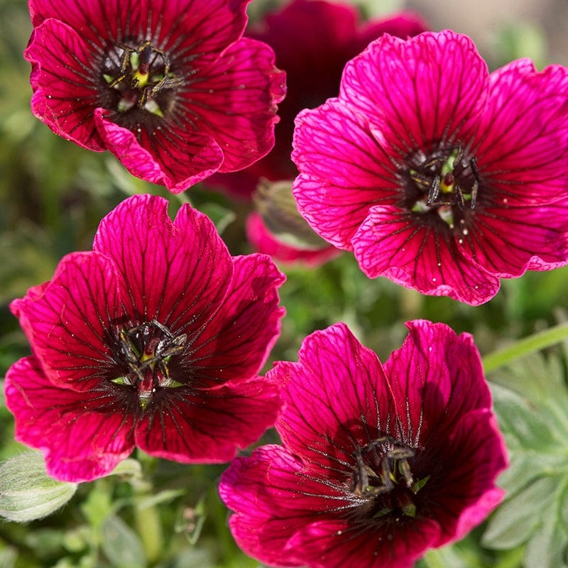 Geranium cinereum Jolly Jewel Purple