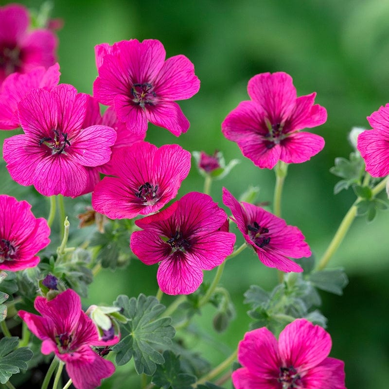 Geranium cinereum Jolly Jewel Raspberry