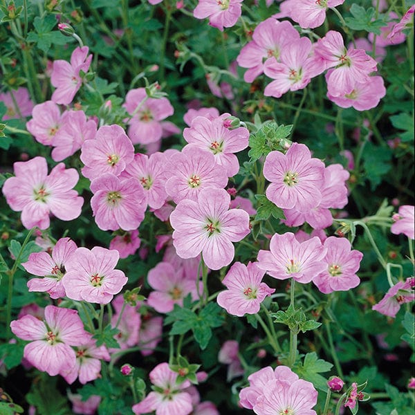 Geranium Mavis Simpson