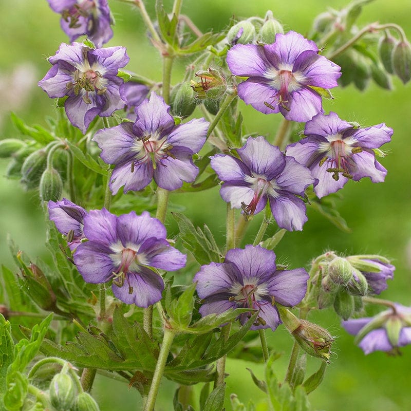 Geranium phaeum Censation Kora