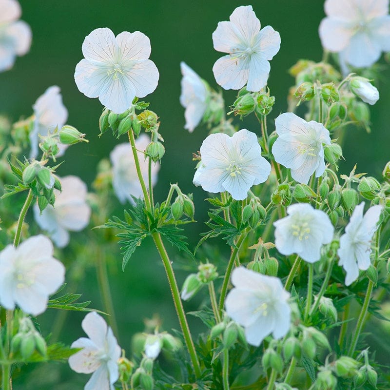 Geranium pratense var. pratense f.albiflorum Galactic