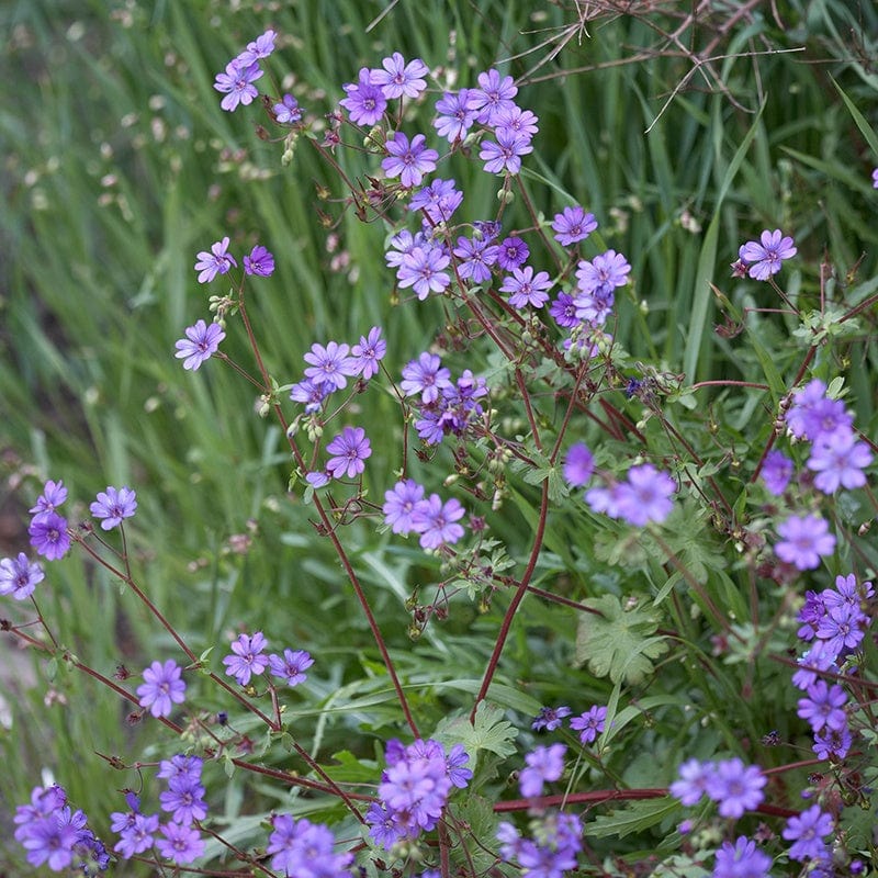 Geranium pyrenaicum Bill Wallis