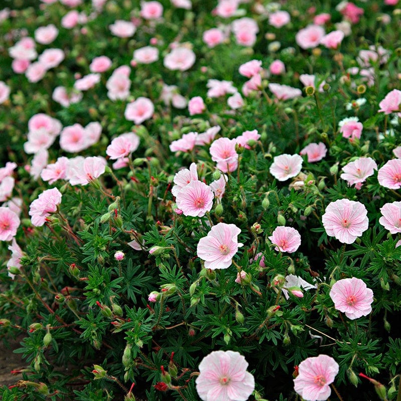 Geranium sanguineum var. striatum