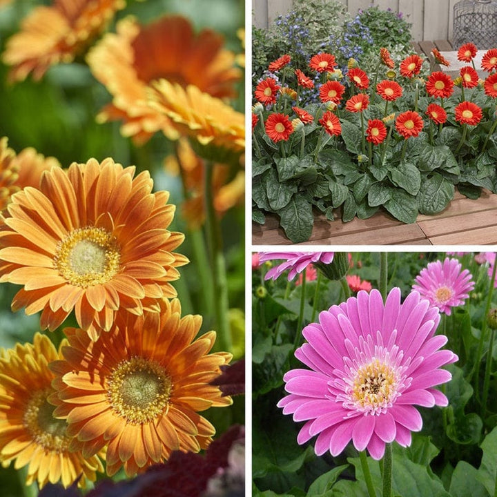 Gerbera Garvinea Collection