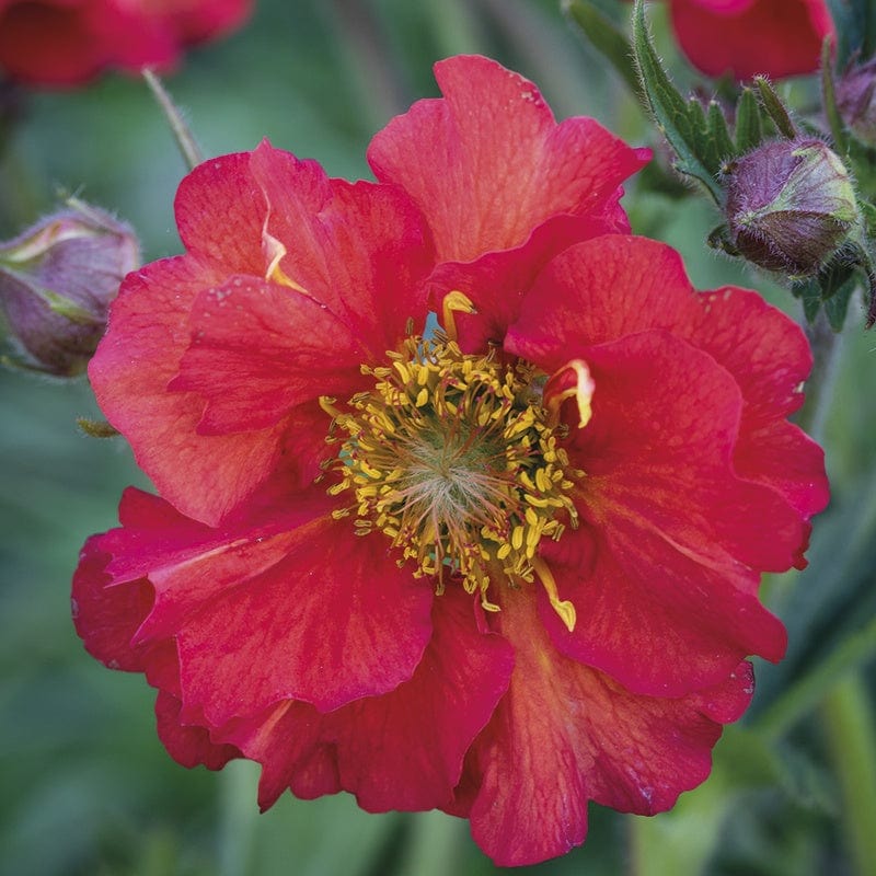 Geum Collection