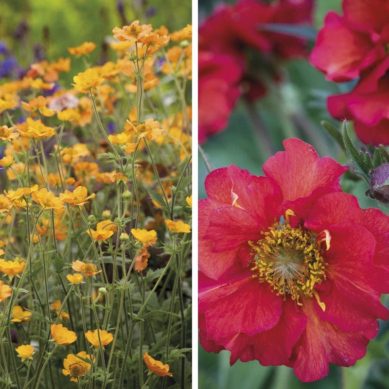 Geum Collection Potted Plants
