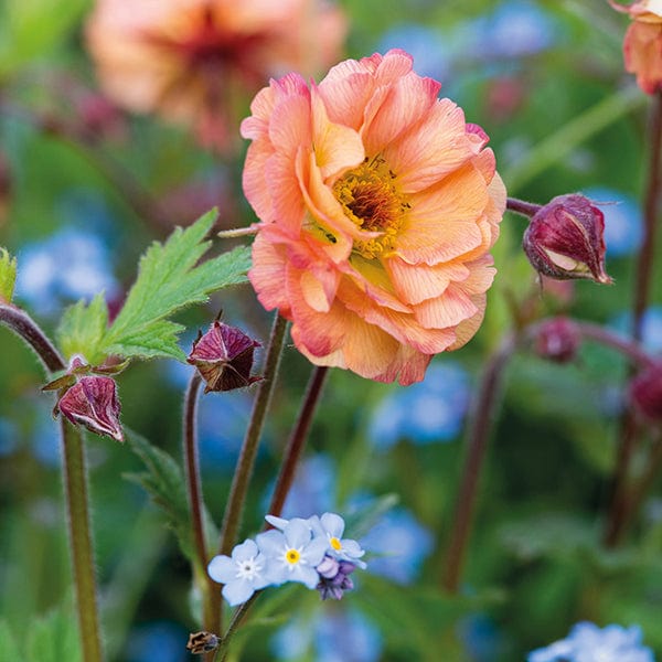 Geum Mai Tai