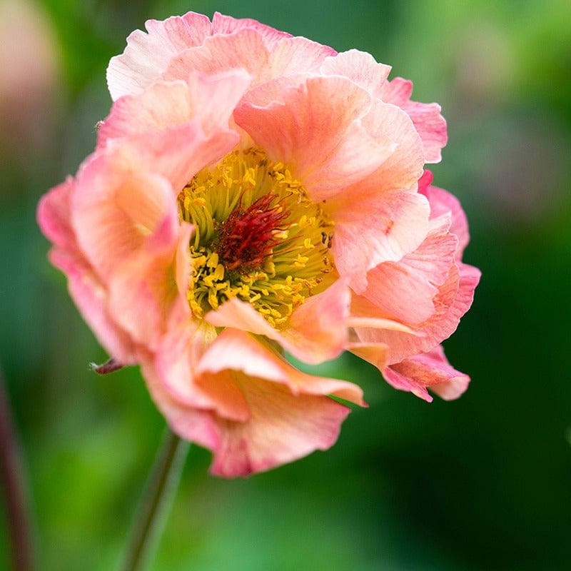 Geum Petticoats Peach