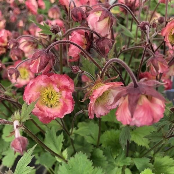 Geum Pink Petticoats