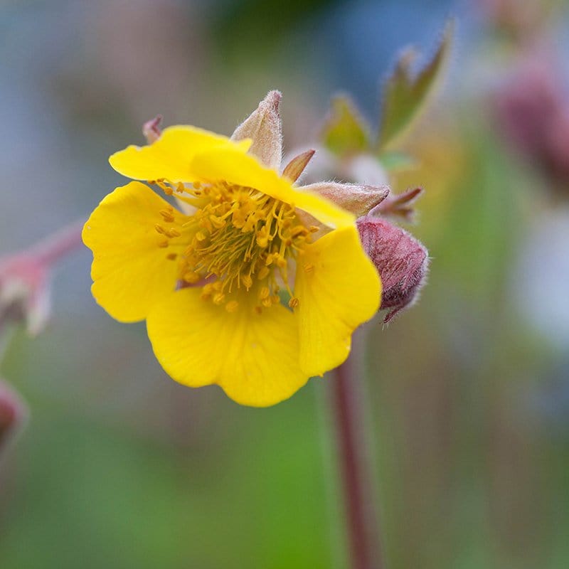 Geum Primrose Cottage