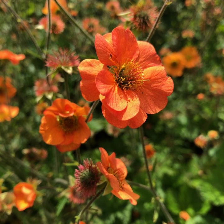 Geum Totally Tangerine