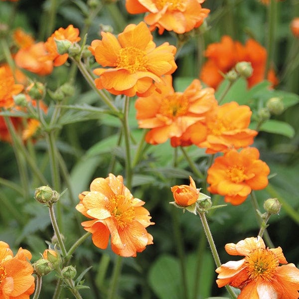 Geum Totally Tangerine