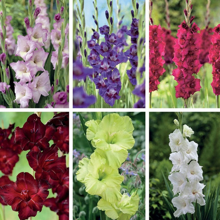 Gladioli Border Collection