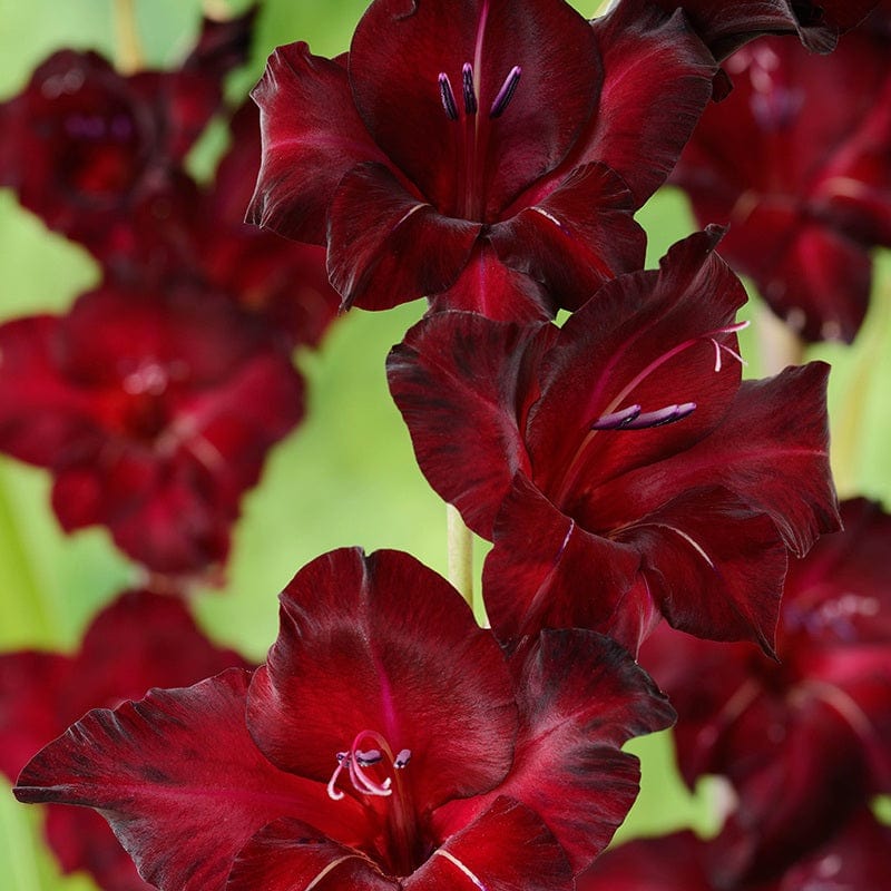 Gladioli Border Collection