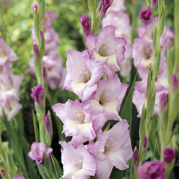 Gladiolus Belladonna