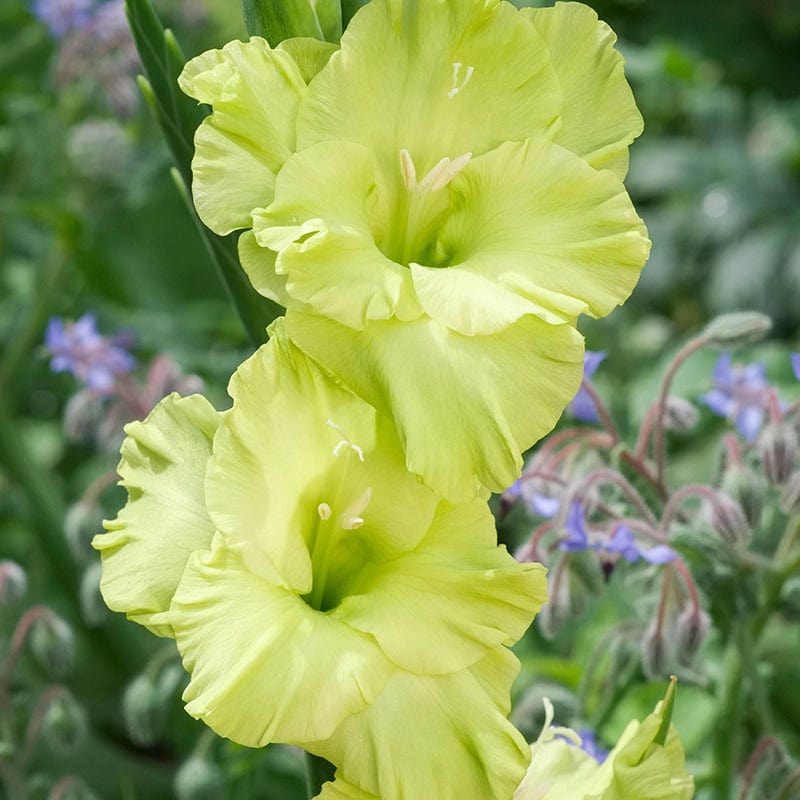 Gladiolus Green Star