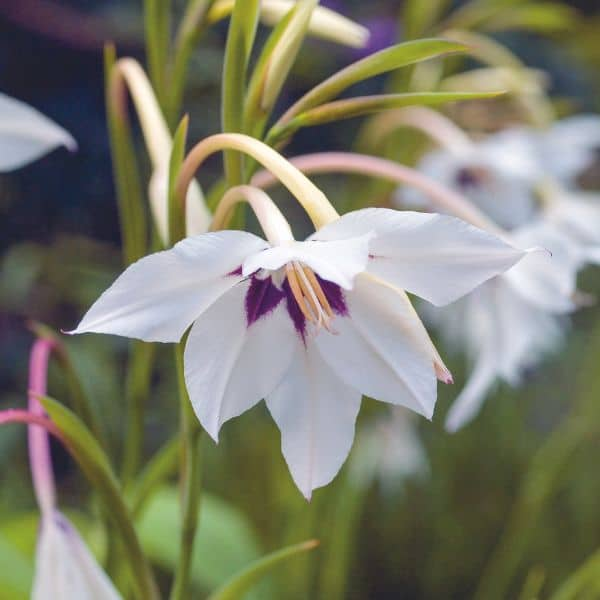 Gladiolus murielae