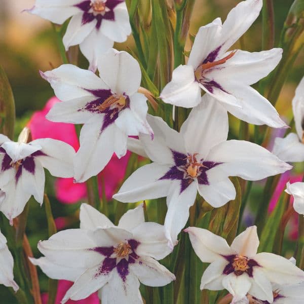 Gladiolus murielae corms