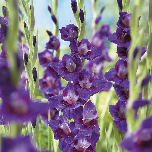 Gladiolus Velvet Eyes