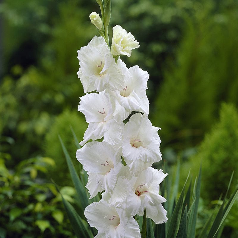 Gladiolus White Prosperity