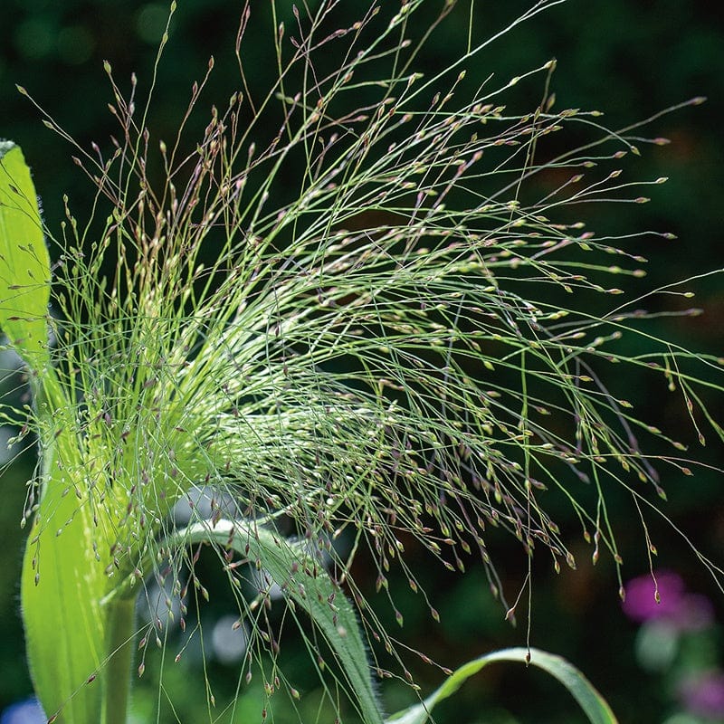 Grass Panicum Sparkling Fountain