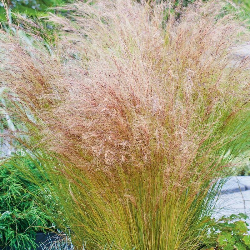 Grass Stipa tenuissima Pony Tails