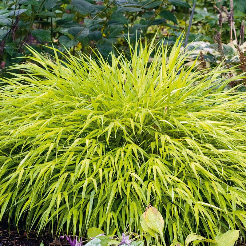 Hakonechloa macra All Gold