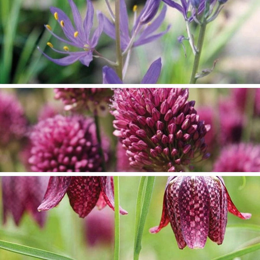 Harmony Bulb Collection