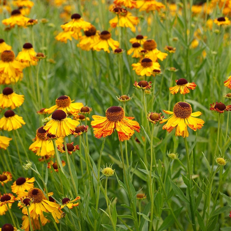 Helenium Helena Gold