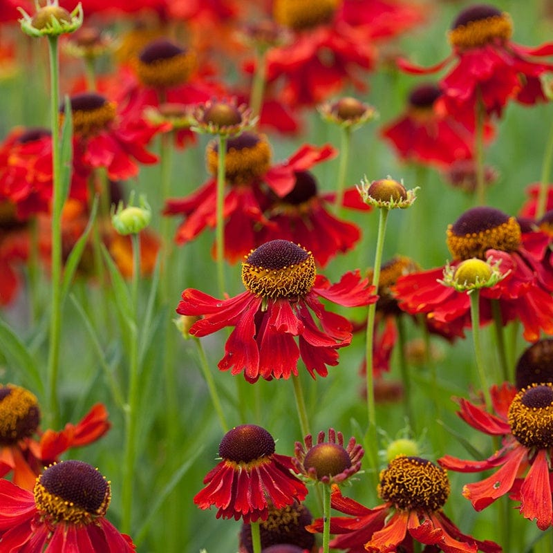 Helenium Moerheim Beauty