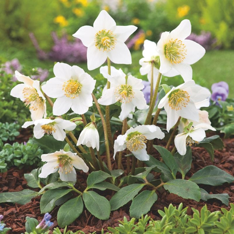 Helleborus Niger