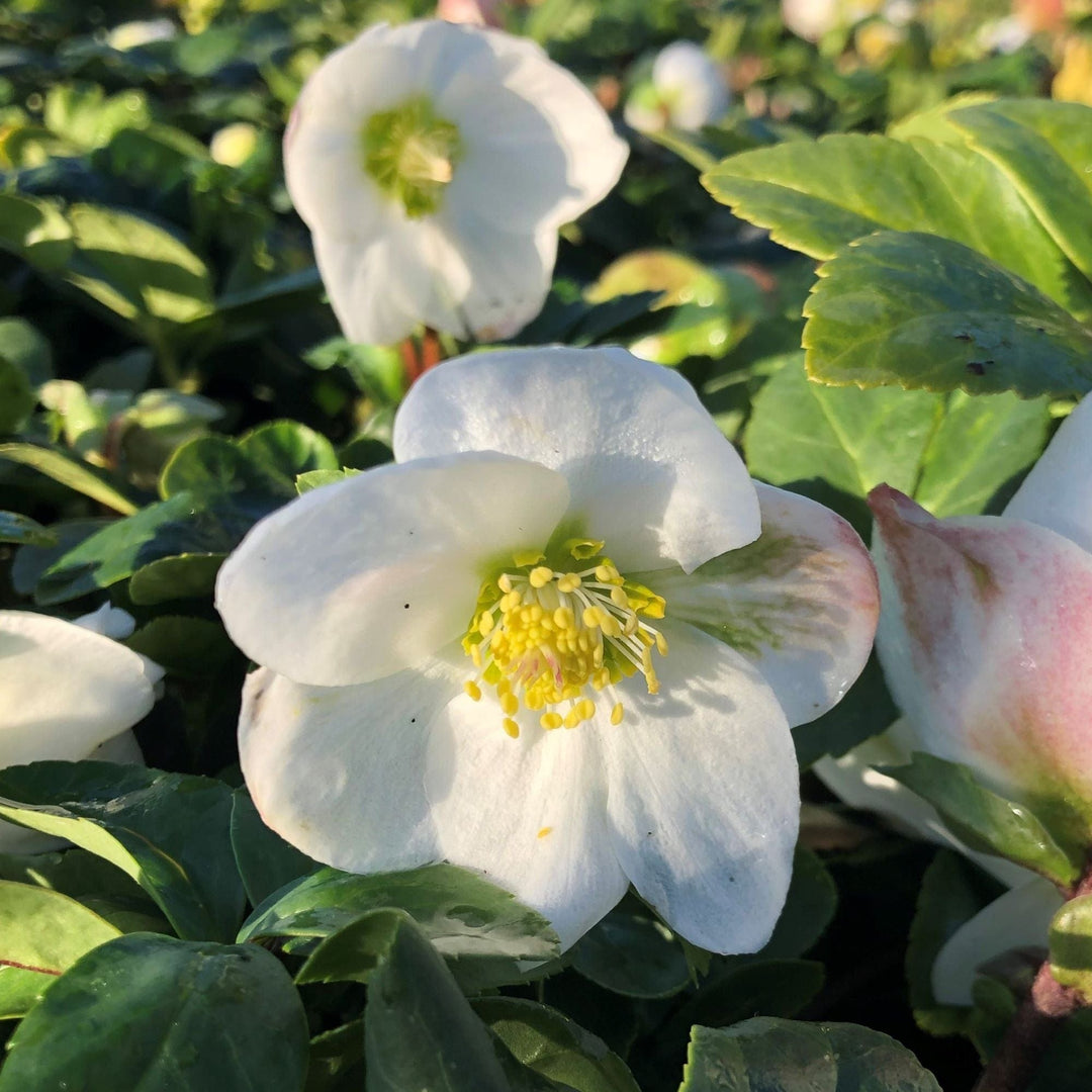 HELLEBORUS niger Christmas Carol