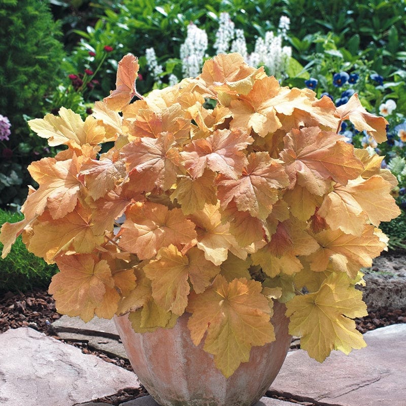 Heuchera Caramel