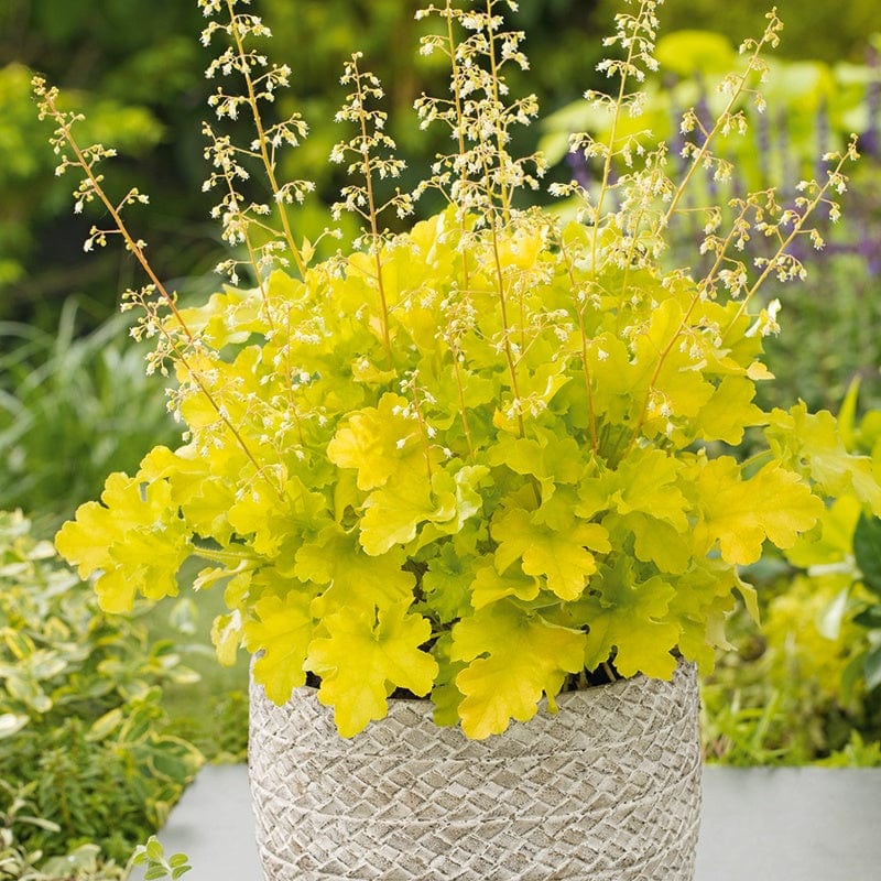 Heuchera Lime Marmalade