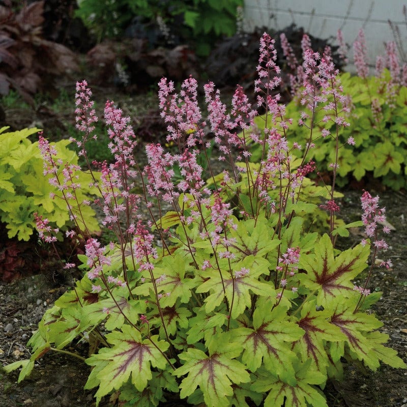 Heucherella Eye Spy