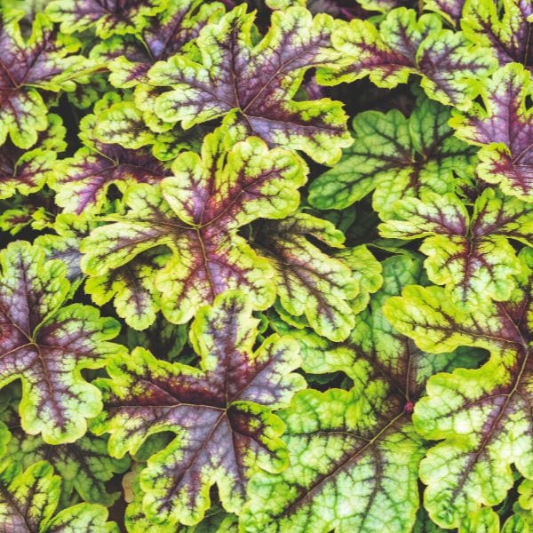 Heucherella x Hybrida Alabama Sunrise Flower Plant