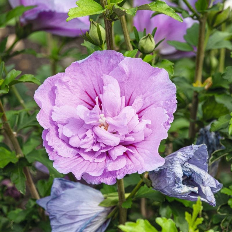 Hibiscus syriacus Lavender Chiffon Shrub Plants