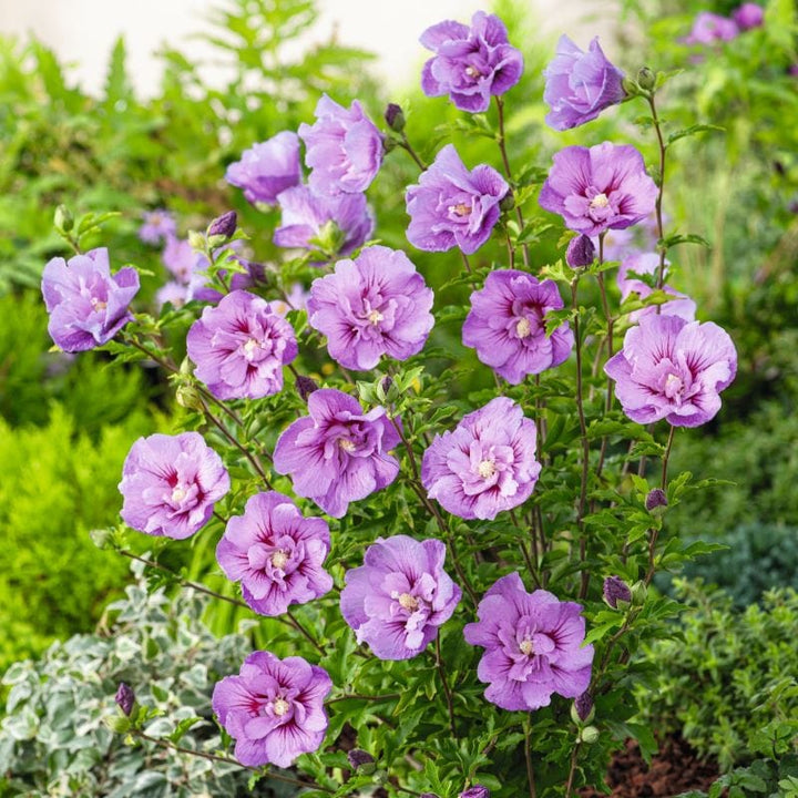 Hibiscus syriacus Lavender Chiffon Shrub Plants