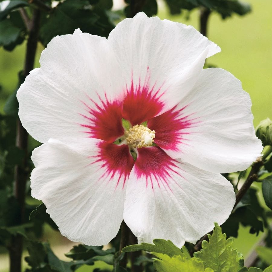 Hibiscus syriacus Red Heart  Shrub Plants