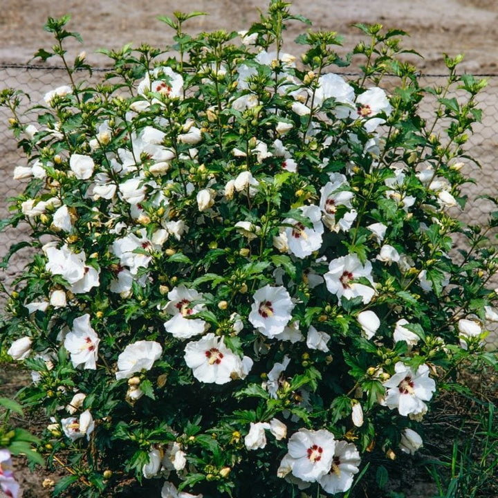 Hibiscus syriacus Red Heart  Shrub Plants