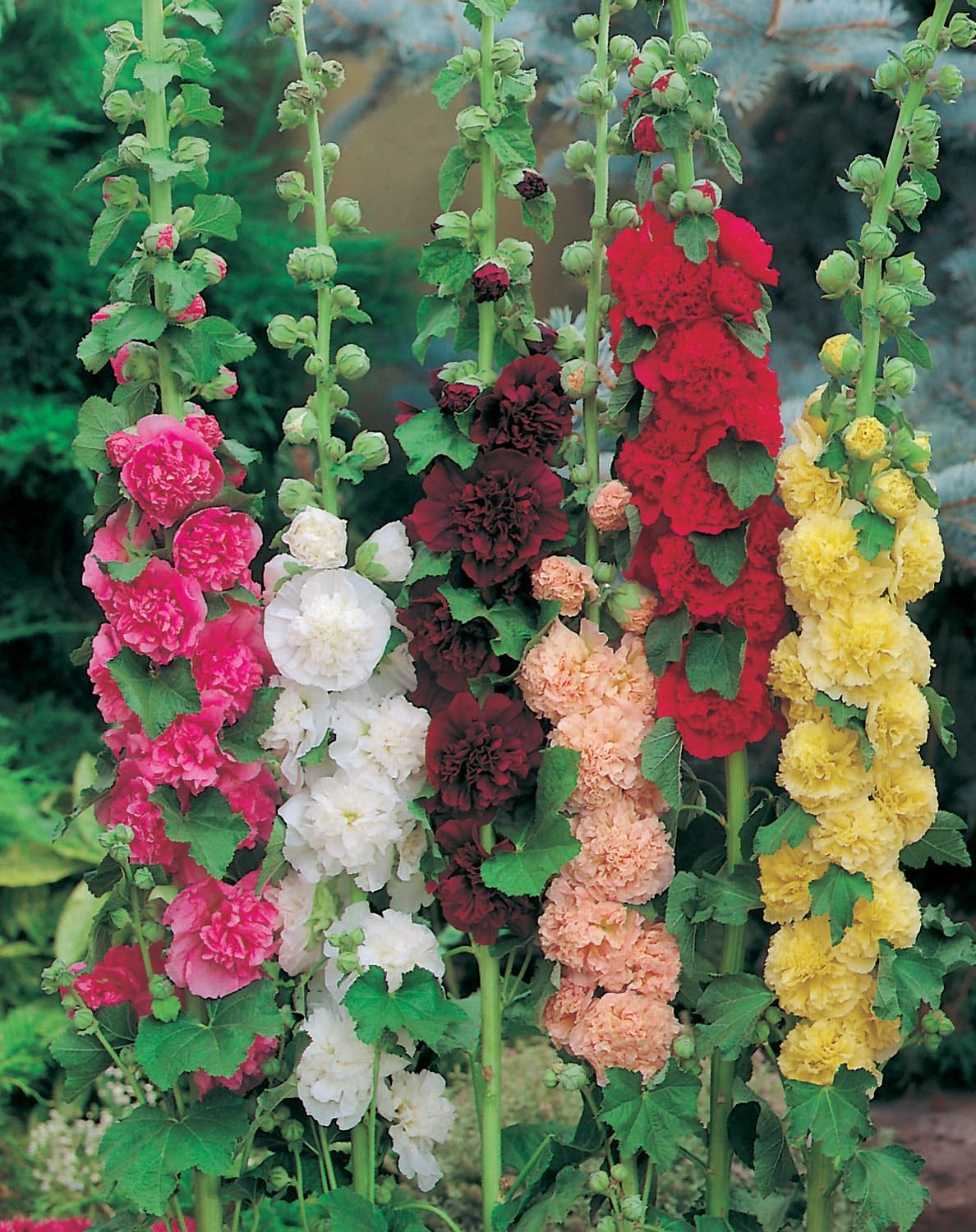 Hollyhock Double Mixed Seeds