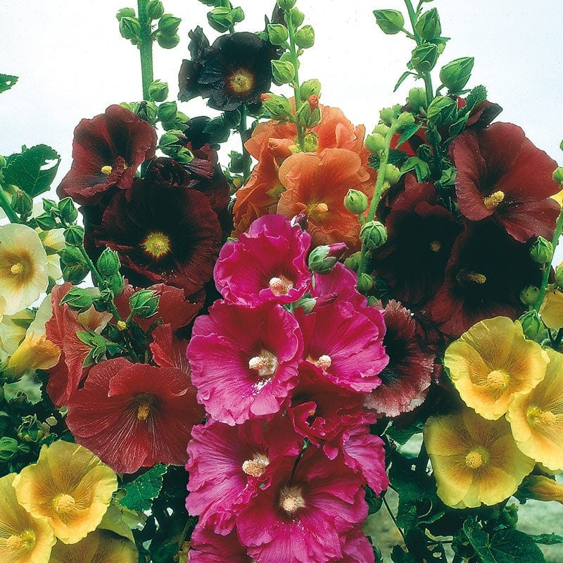 Hollyhock Giant Single Mixed