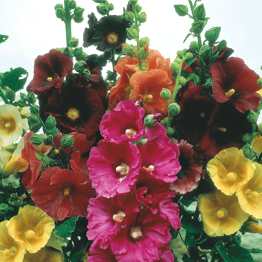 Hollyhock Giant Single Mixed Seeds