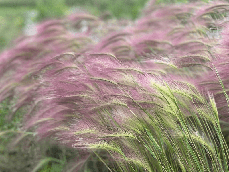 Hordeum jubatum Ricky Seeds