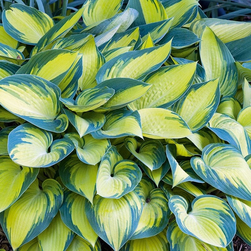 Hosta June