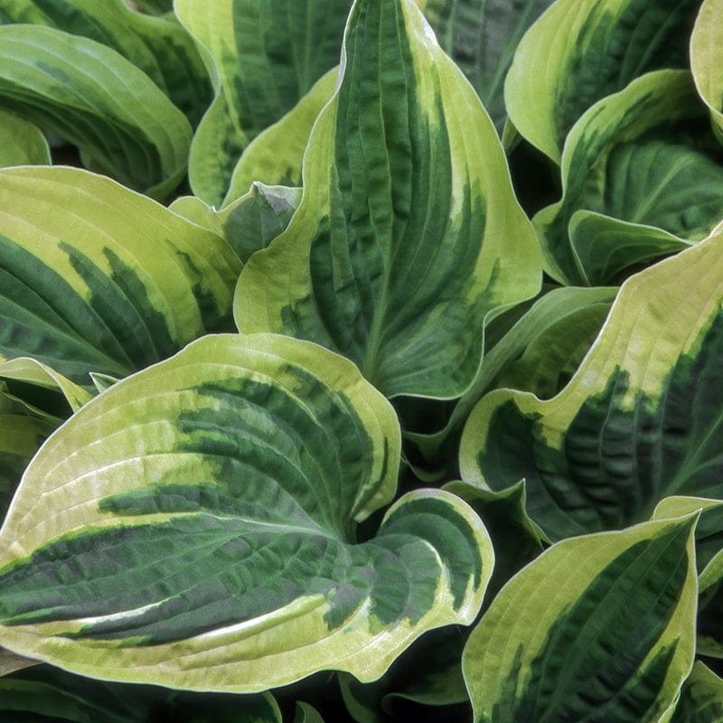 Hosta Widebrim